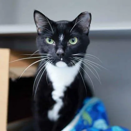 An adult small-sized male Black Domestic Short Hair cat named Toothless for adoption in Atlanta, GA