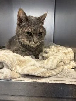 An adult large-sized female Black Domestic Short Hair cat named CA  Jade for adoption in Glen Allen, VA