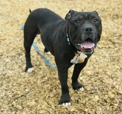 Prince Pappy thumbnail 2