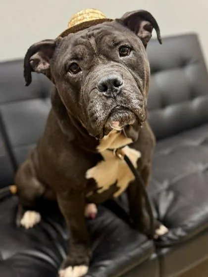 Prince Pappy thumbnail 3