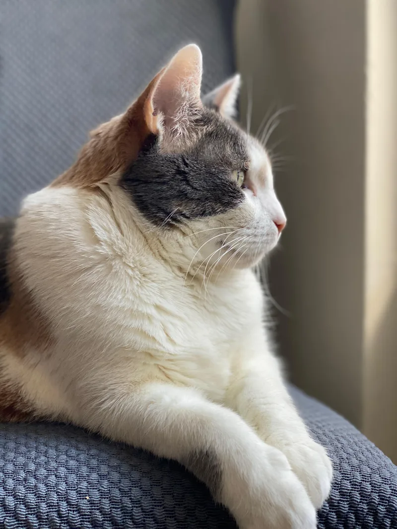 Norma Jean thumbnail 3