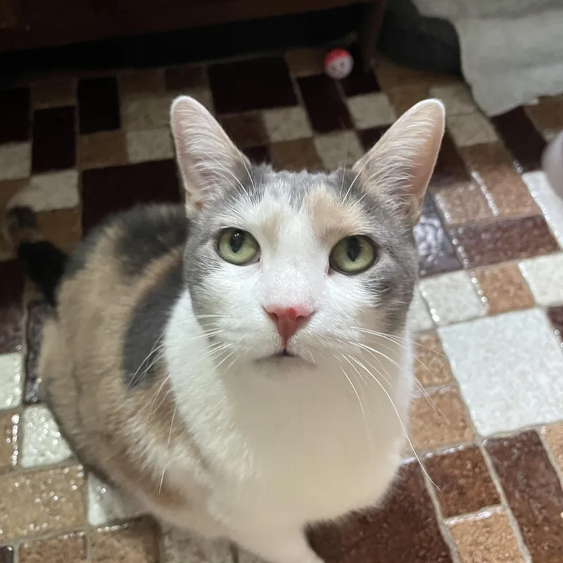 Norma Jean thumbnail 4