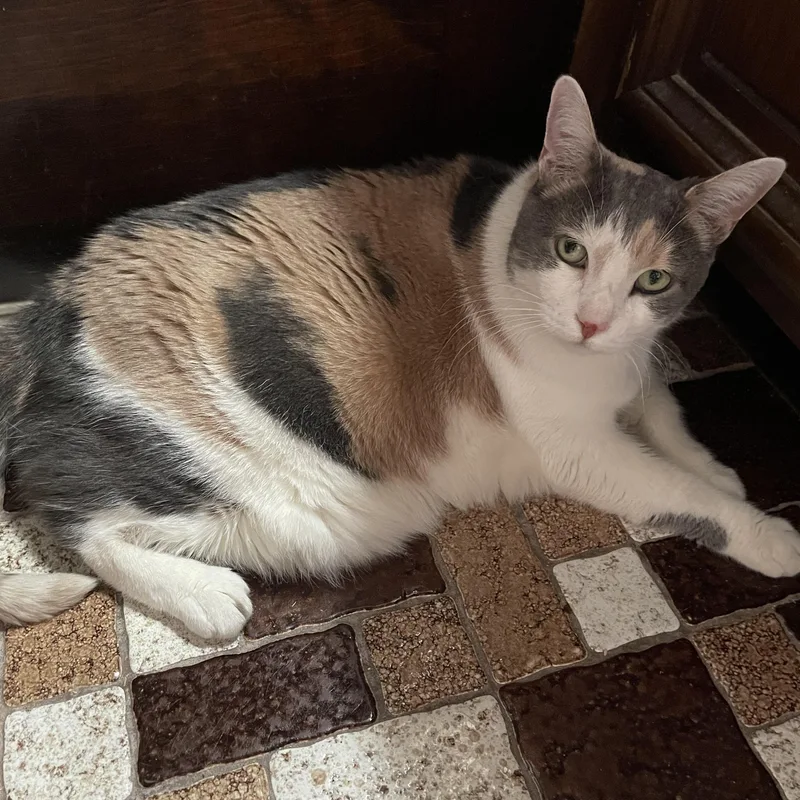 Norma Jean thumbnail 5