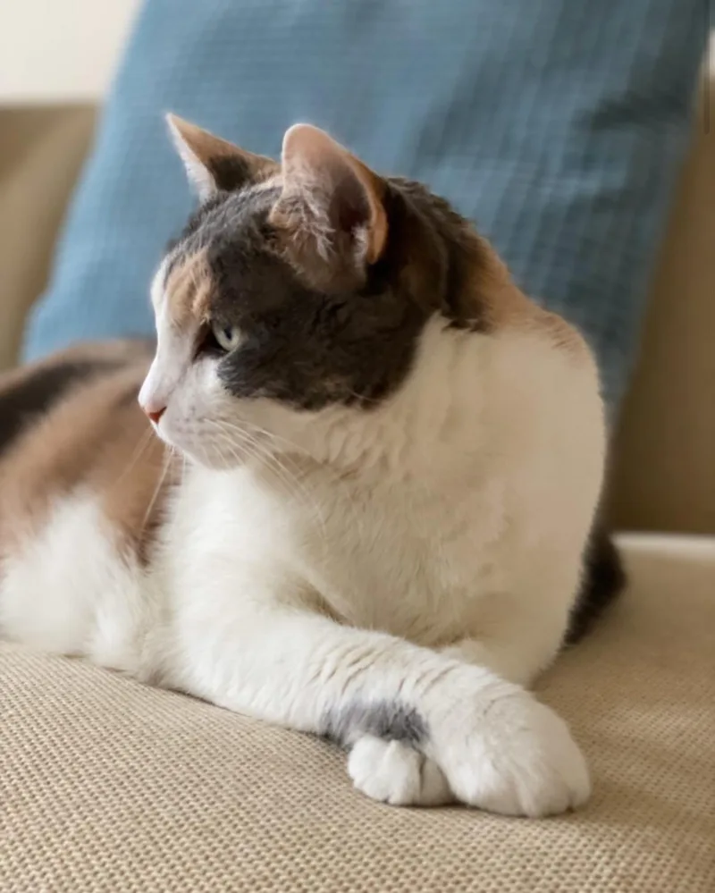 Norma Jean thumbnail 6