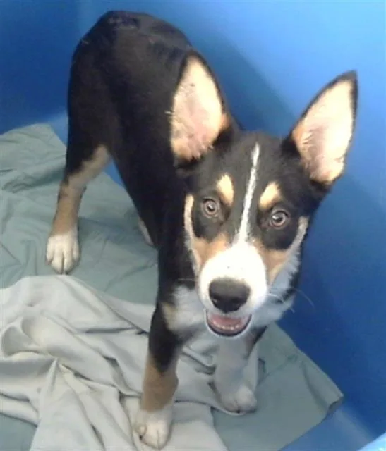 A baby large-sized male Mixed Breed dog named Gaston for adoption in Dallas, TX