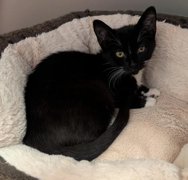 A baby small-sized male Domestic Short Hair cat named Romanoff for adoption in Fort Myers, FL
