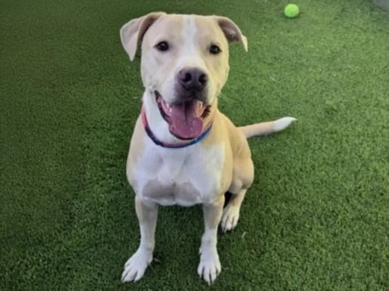 A young medium-sized male Mixed Breed dog named Cody for adoption in Van Nuys, CA