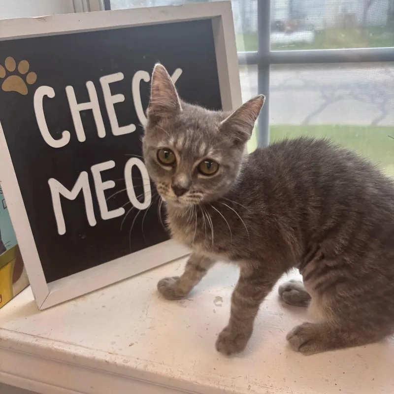 A baby small-sized female Gray / Blue / Silver Domestic Medium Hair cat named Rosalinda for adoption in Springtown, TX