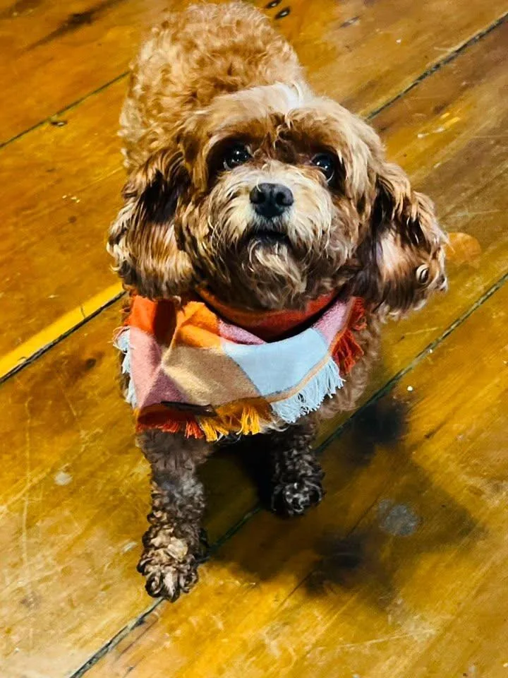 An adult small-sized female Yellow / Tan / Blond / Fawn Cavalier King Charles Spaniel dog named Ashley for adoption in Georgetown, OH