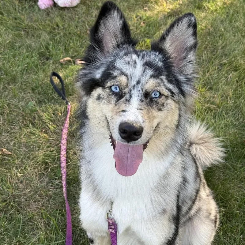 A young medium-sized female Australian Shepherd dog named Roxy for adoption in Groveland, MA