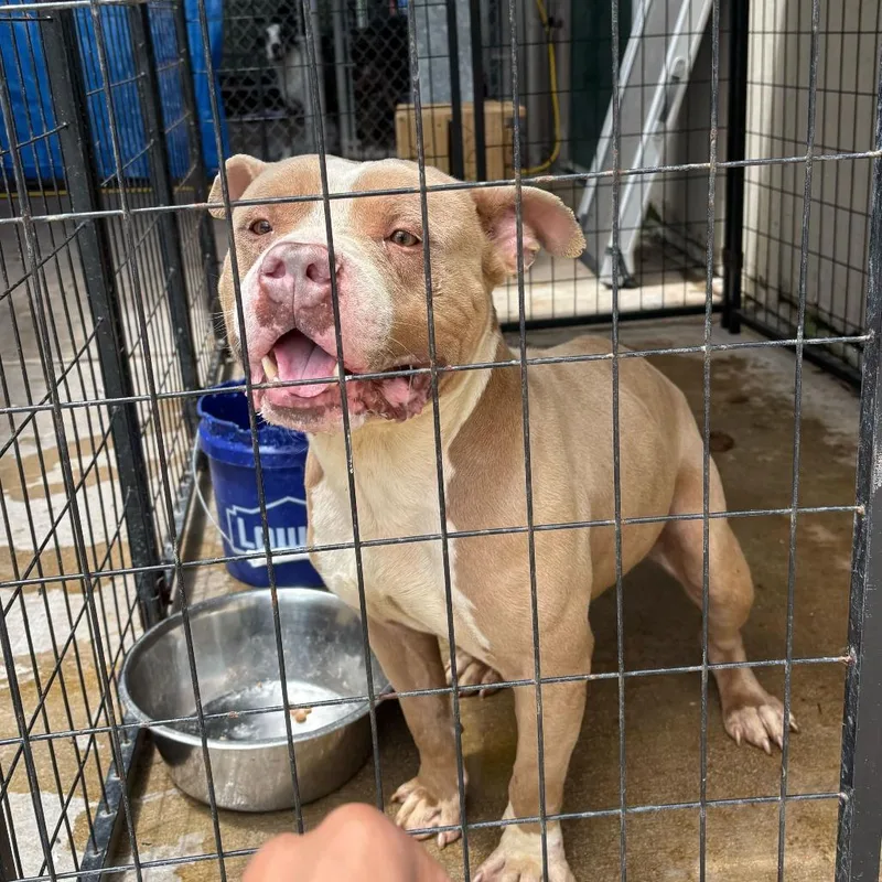 An adult medium-sized male Apricot / Beige Mixed Breed dog named Keenly for adoption in Lake Jackson, TX