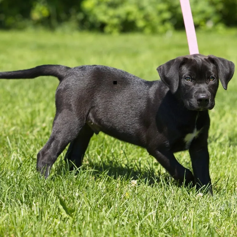 A baby medium-sized male Black Labrador Retriever dog named Titan for adoption in South Elgin, IL