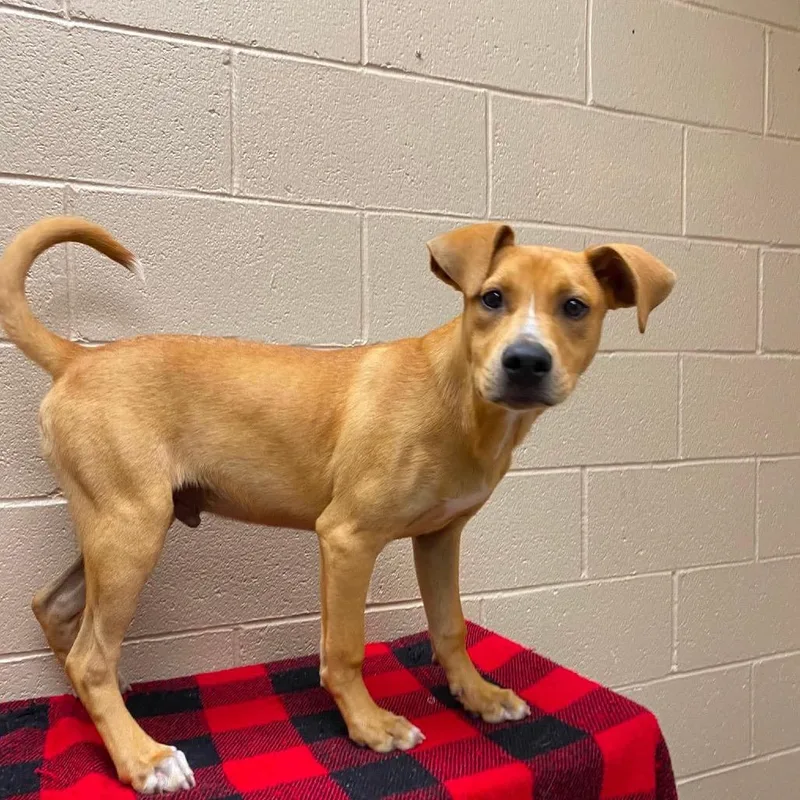 A young medium-sized male Yellow / Tan / Blond / Fawn Mountain Cur dog named Cade for adoption in Caryville, TN