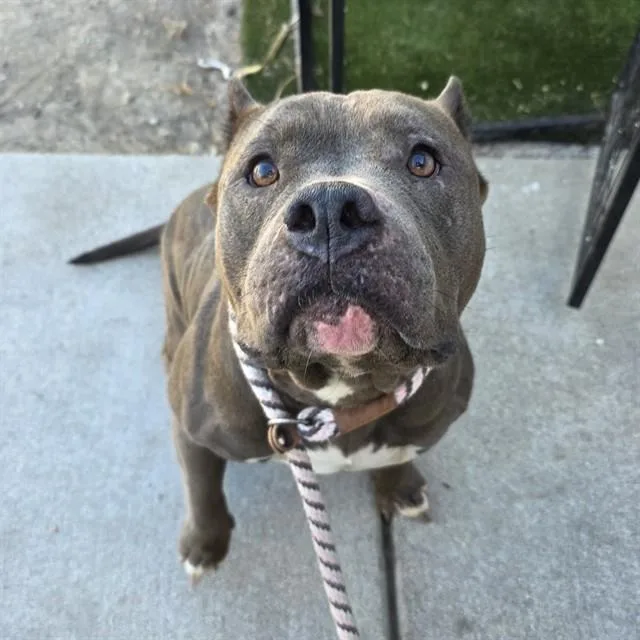 An adult large-sized female Pit Bull Terrier dog named Luscious for adoption in Long Beach, CA
