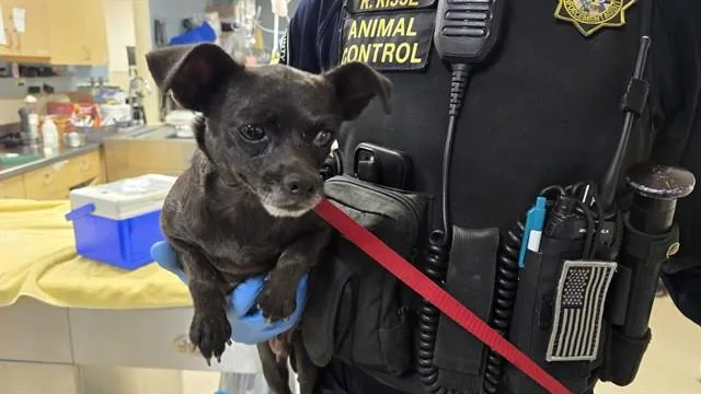 An adult small-sized female Chihuahua dog named Agnus for adoption in Riverside, CA