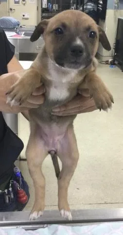 A young small-sized female German Shepherd Dog dog named Layla for adoption in Riverside, CA