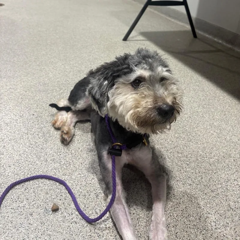 A young medium-sized male Gray / Blue / Silver Schnauzer dog named King for adoption in Tampa, FL