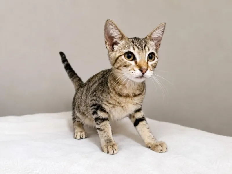 A baby small-sized female Domestic Short Hair cat named Birdie for adoption in San Pedro, CA