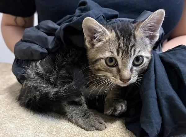 A baby small-sized female Domestic Short Hair cat named Snickerdoodle for adoption in Oceanside, CA