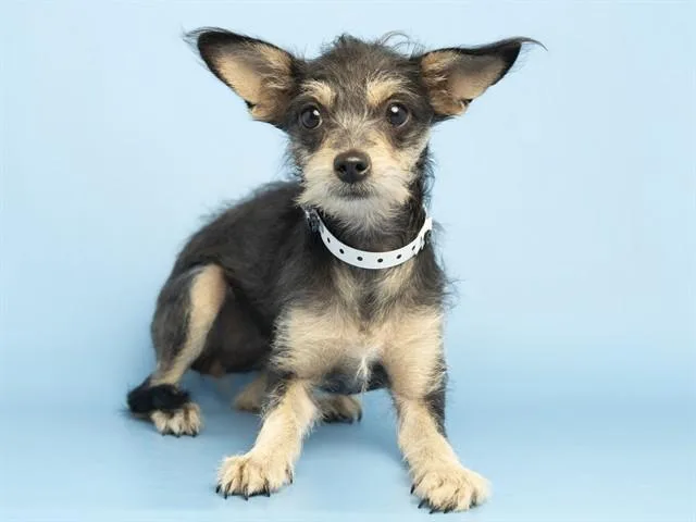A young small-sized female Cairn Terrier dog named Champy for adoption in Phoenix, AZ