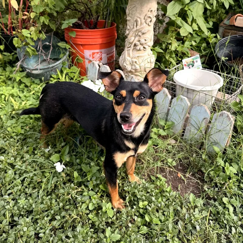 A young small-sized female Black Chihuahua dog named Sassy for adoption in Williston, VT