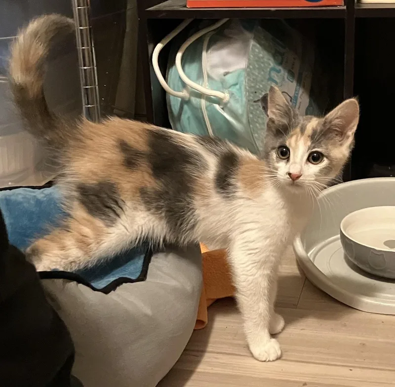A baby small-sized female Dilute Tortoiseshell cat named Minnie for adoption in Crockett, CA