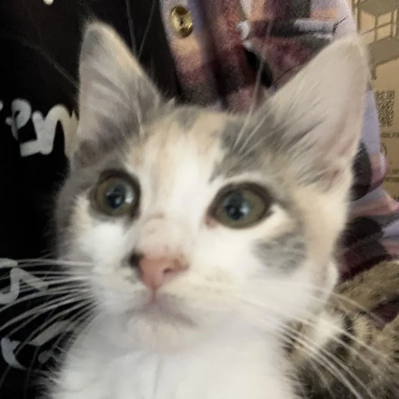Minnie thumbnail 4