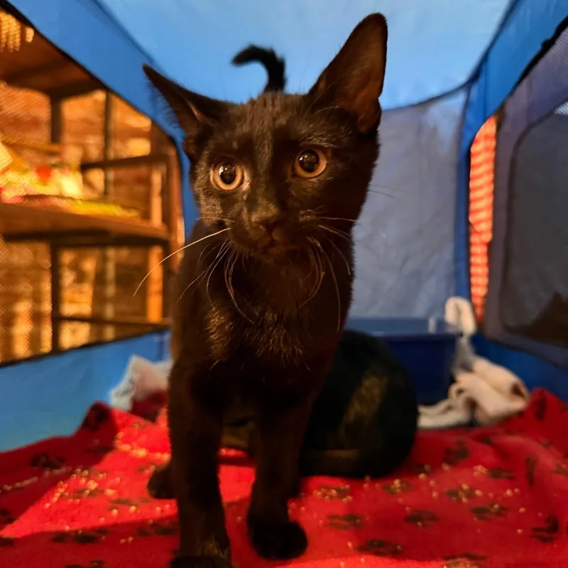 A baby small-sized female Black Domestic Short Hair cat named Saffron for adoption in Chicago, IL