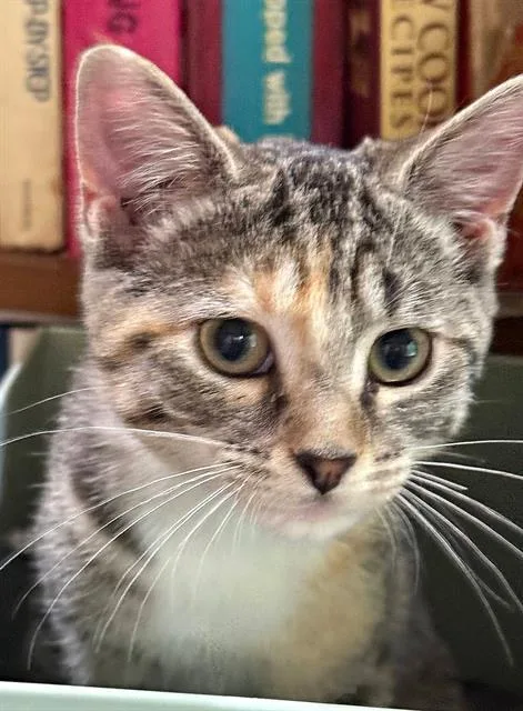 An adult small-sized female Domestic Short Hair cat named Pricilla for adoption in Canfield, OH