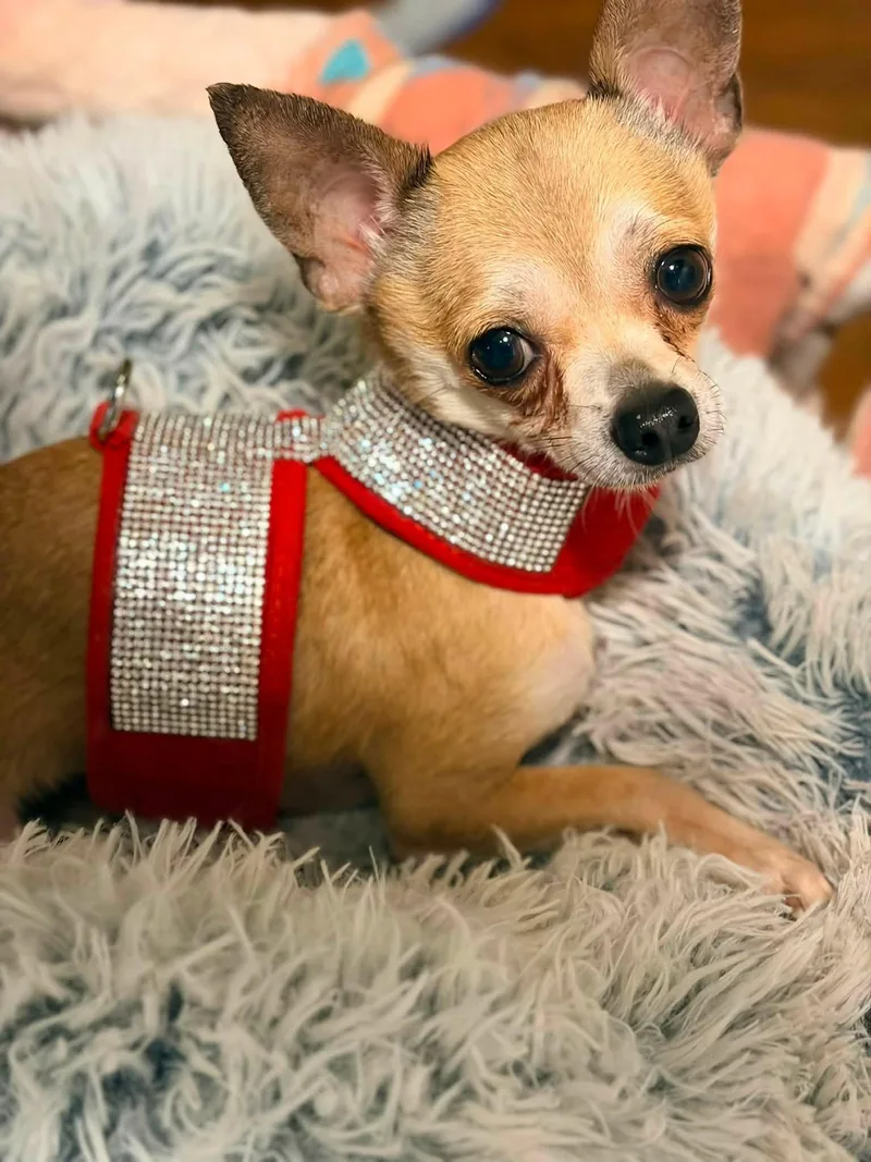 Bruiser