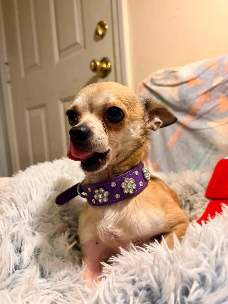 Bruiser thumbnail 3