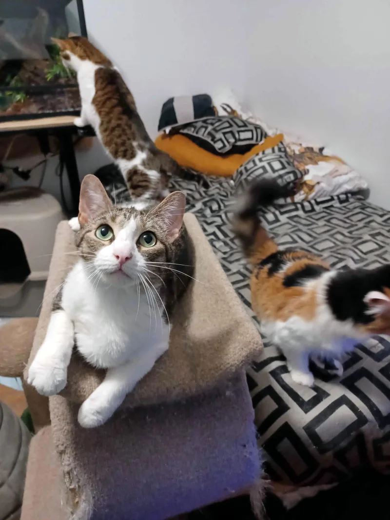 A young medium-sized male Tabby (Brown / Chocolate) Domestic Short Hair cat named Milo and Ziggy for adoption in Guthrie, OK