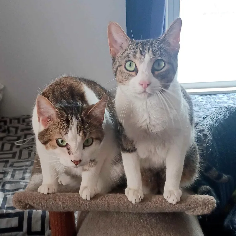 Milo and Ziggy thumbnail 2