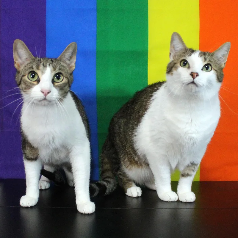 Milo and Ziggy thumbnail 3