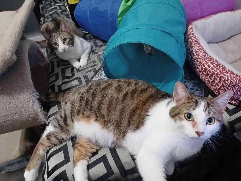 Milo and Ziggy thumbnail 4