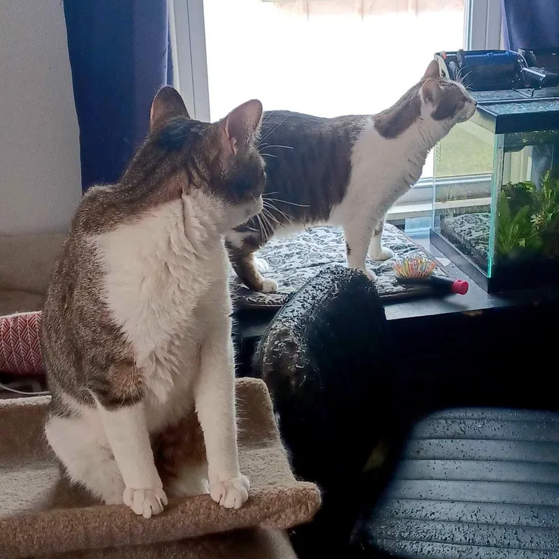 Milo and Ziggy thumbnail 5