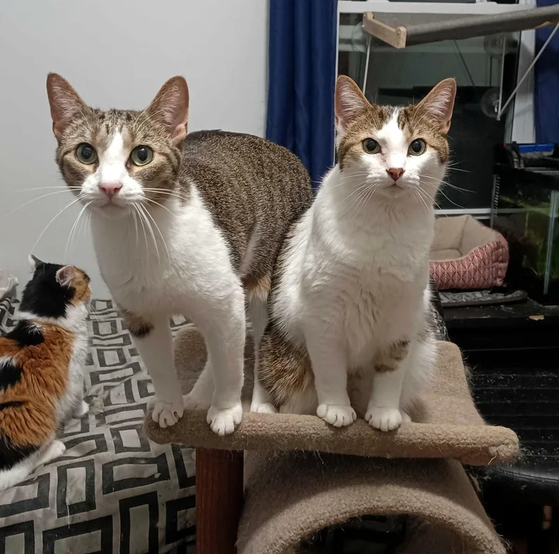 Milo and Ziggy thumbnail 6