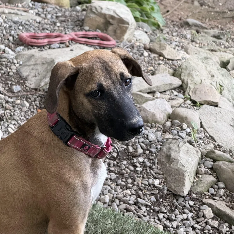 Phoebe thumbnail 4