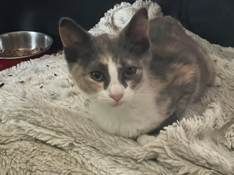 A baby medium-sized female Calico Domestic Short Hair cat named Marnie for adoption in Westfield, NJ
