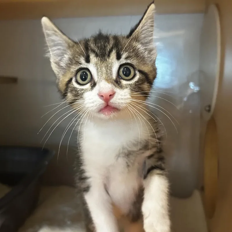 A baby small-sized male Brown / Chocolate Domestic Short Hair cat named Heath for adoption in Washington Township, OH
