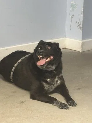 Ebony