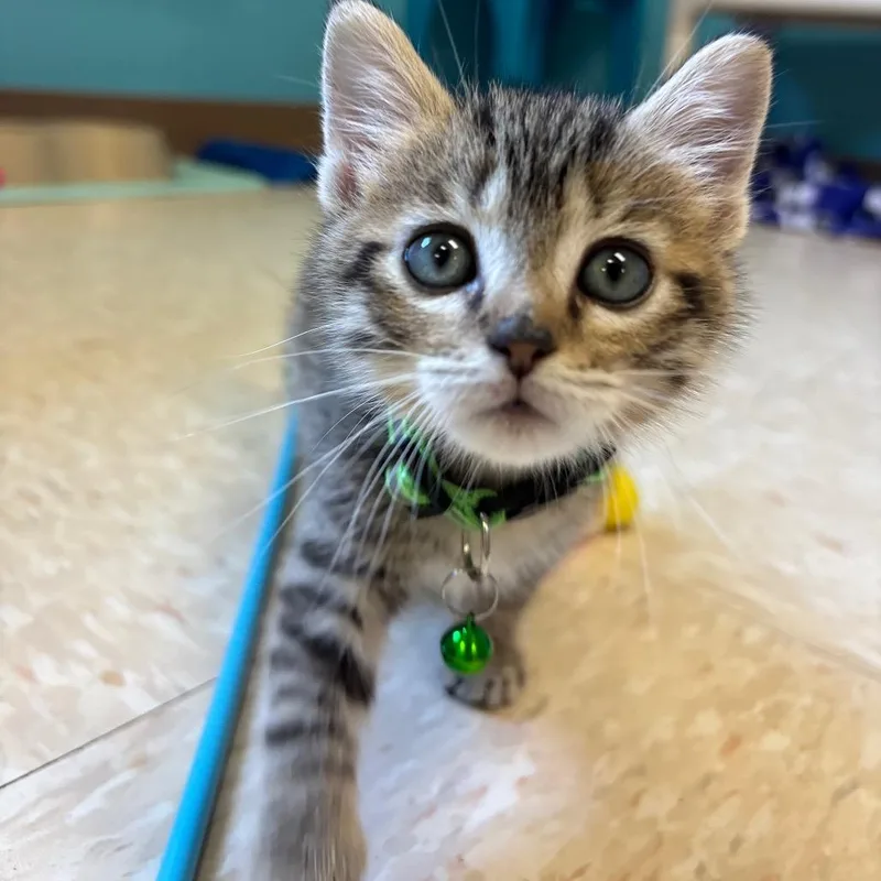 A baby small-sized male Gray / Blue / Silver Domestic Short Hair cat named Rico Suave for adoption in Roxboro, NC