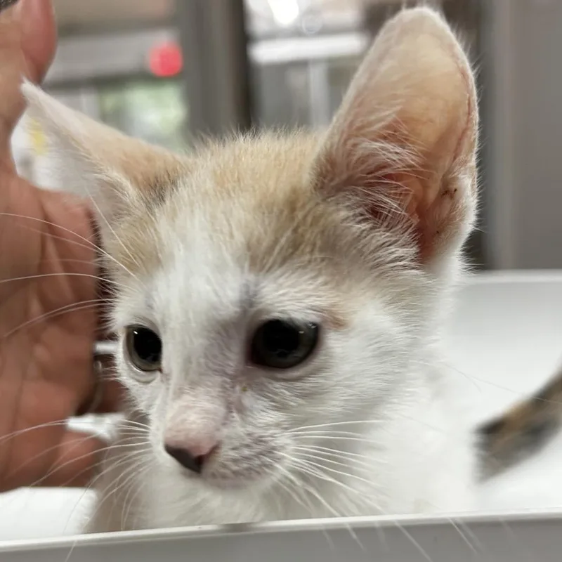 Fancy Feast thumbnail 2
