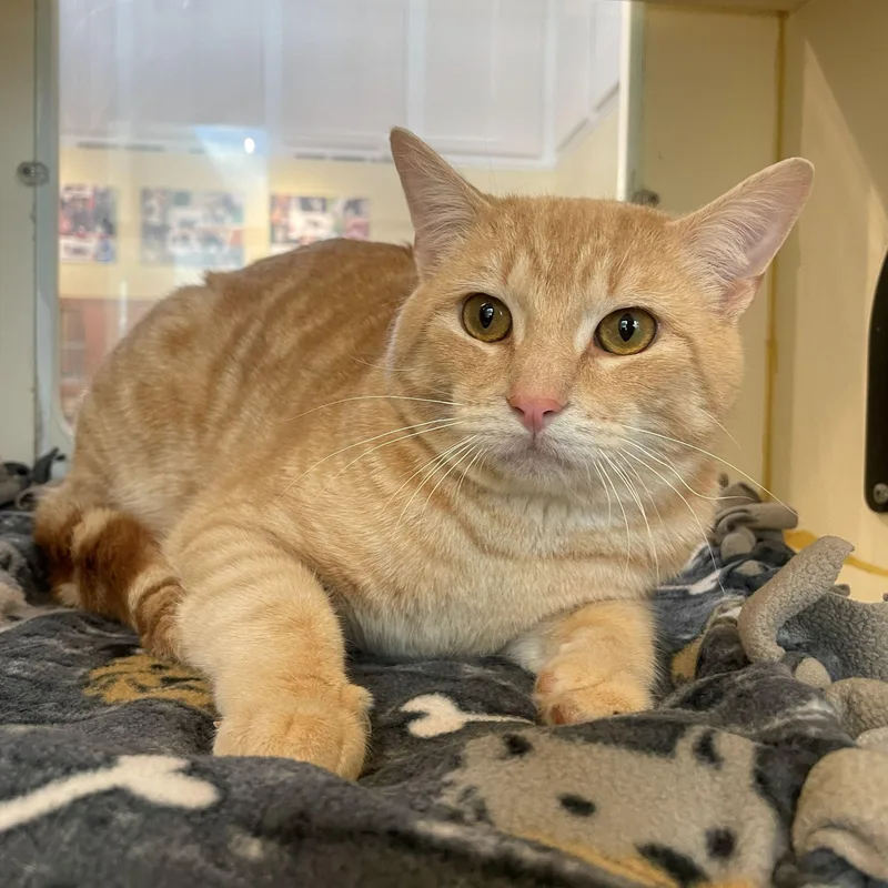 An adult medium-sized male Tabby (Buff / Tan / Fawn) Domestic Short Hair cat named Murphy for adoption in Rochester, MN
