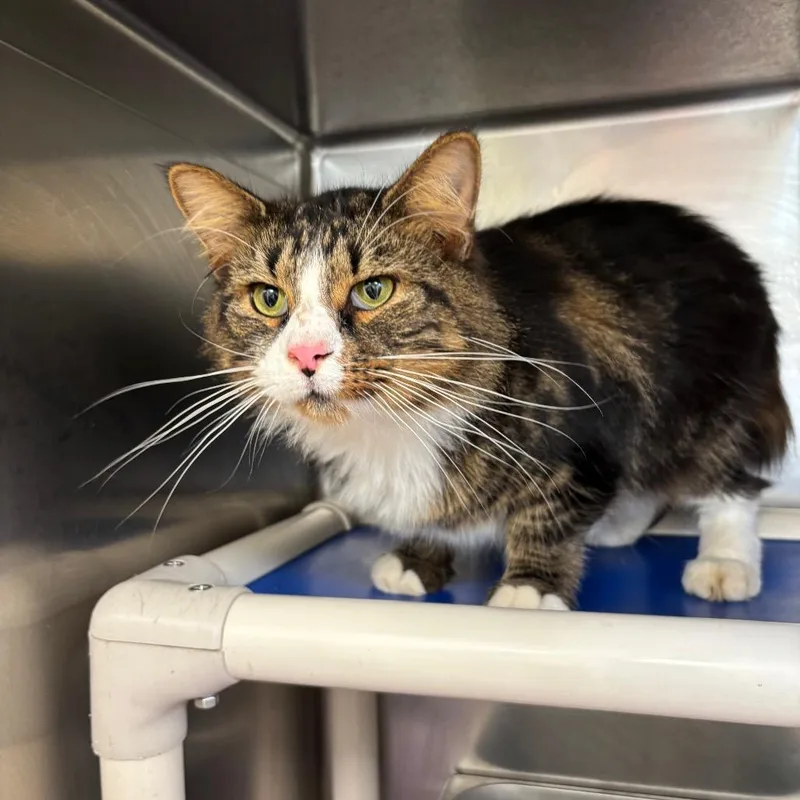 An adult large-sized male Maine Coon cat named Kevin for adoption in Galax, VA