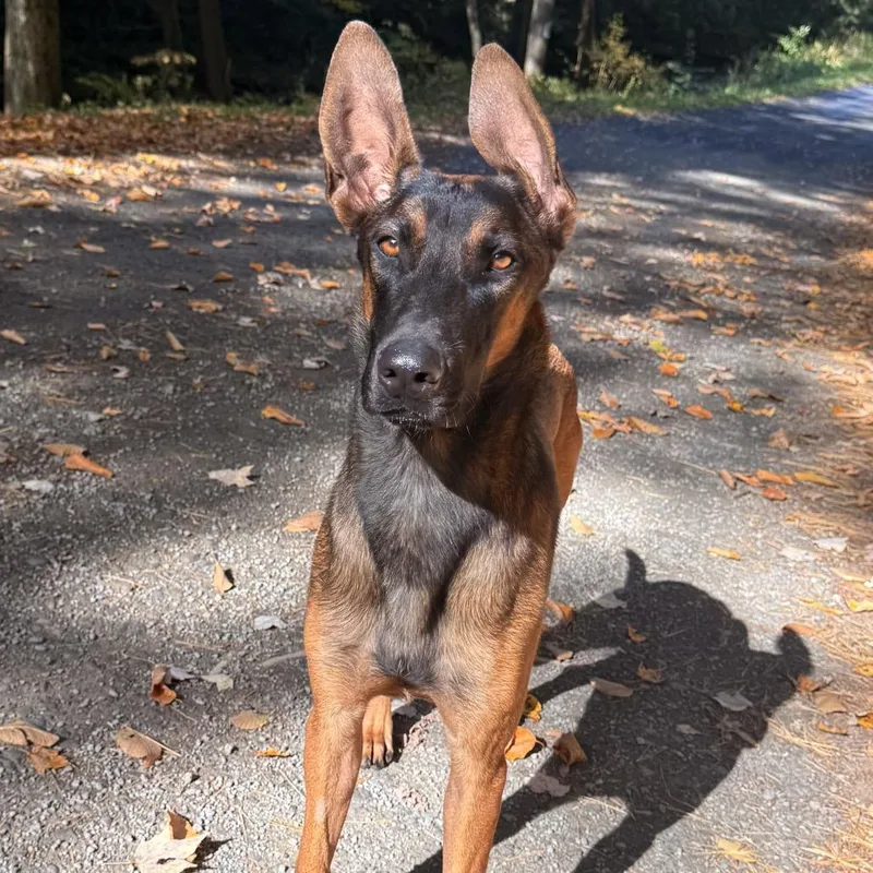 A young medium-sized male Brown / Chocolate Belgian Shepherd / Malinois dog named Hanzo for adoption in Milford, NY