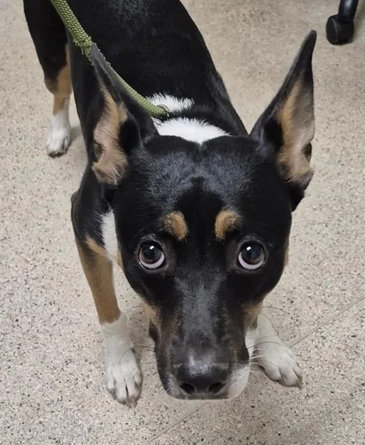 A young small-sized female Mixed Breed dog named Nyra for adoption in Bakersfield, CA