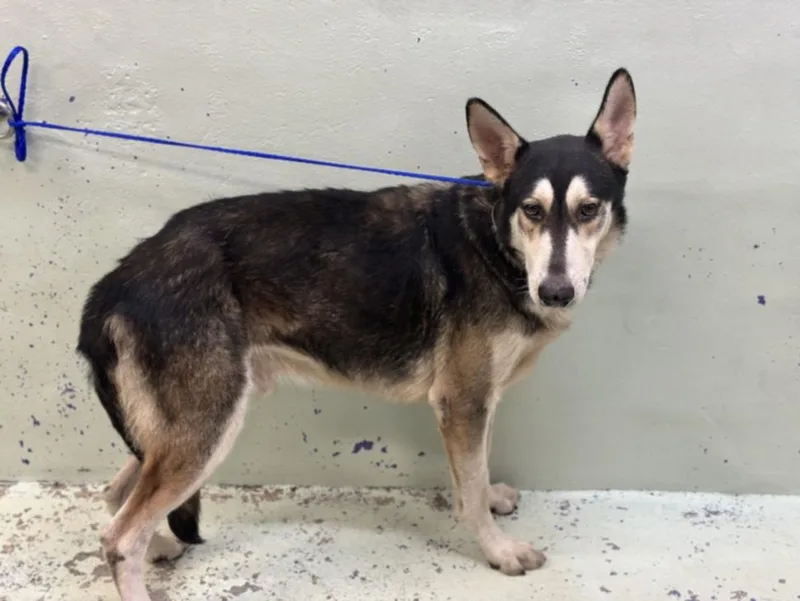 An adult medium-sized male Husky dog named Tony for adoption in Houston, TX