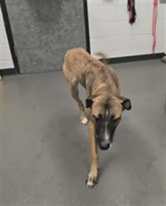 A young medium-sized female German Shepherd Dog dog named Belle for adoption in Corpus Christi, TX