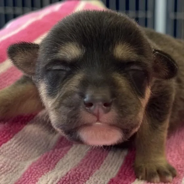 A baby medium-sized female Brown / Chocolate Pit Bull Terrier dog named Clara for adoption in Parker, CO